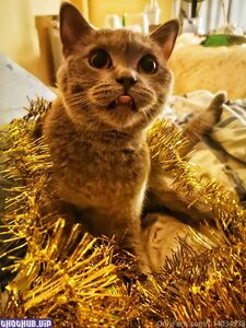 sweetboo onlyfans leaks nude photos